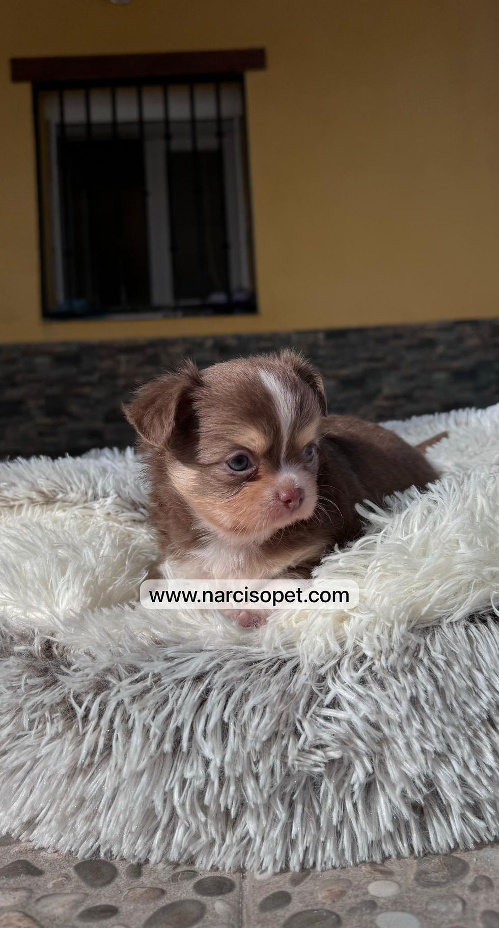 Miniatura: Chihuahua Pelo Largo Chocolate | Macho