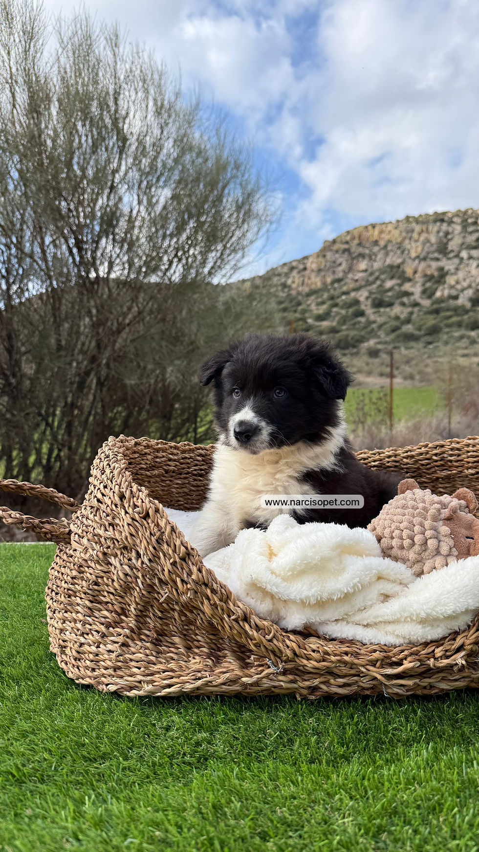 Thumbnail: Border Collie Blanco y Negro Macho | "Panda"
