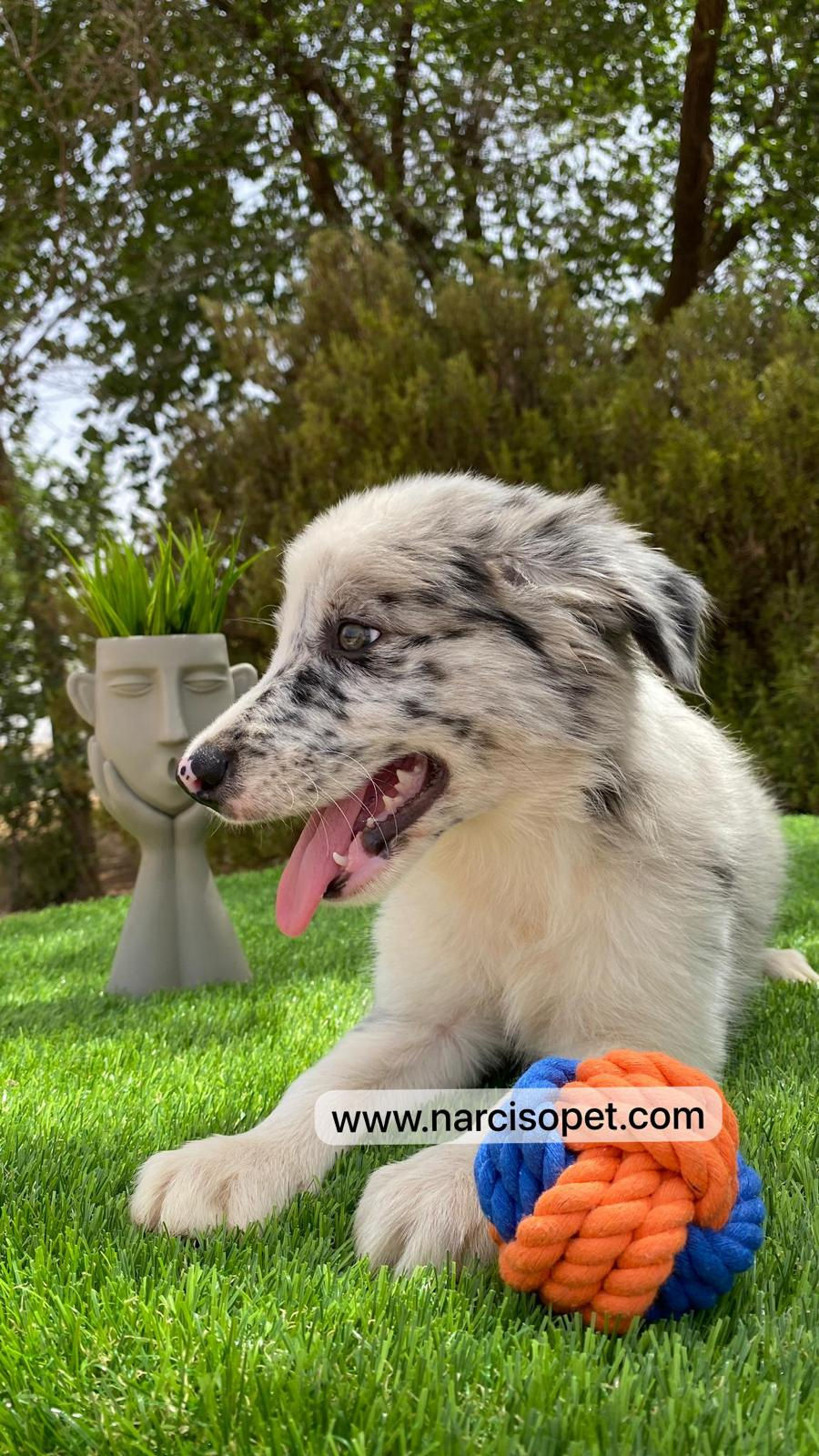 Miniatura: Border Collie Merle | Macho