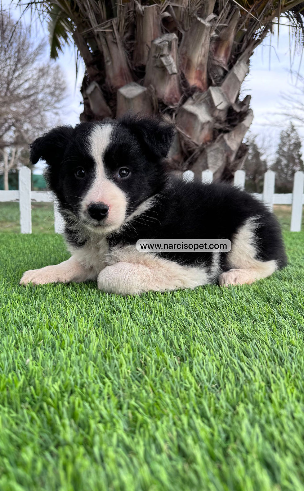 Miniatura: Border Collie Blanco y Negro | Macho