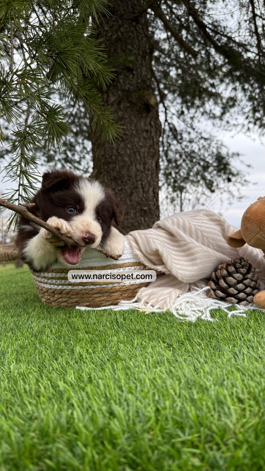 Thumbnail: Border Collie Chocolate | Macho "Tedy"