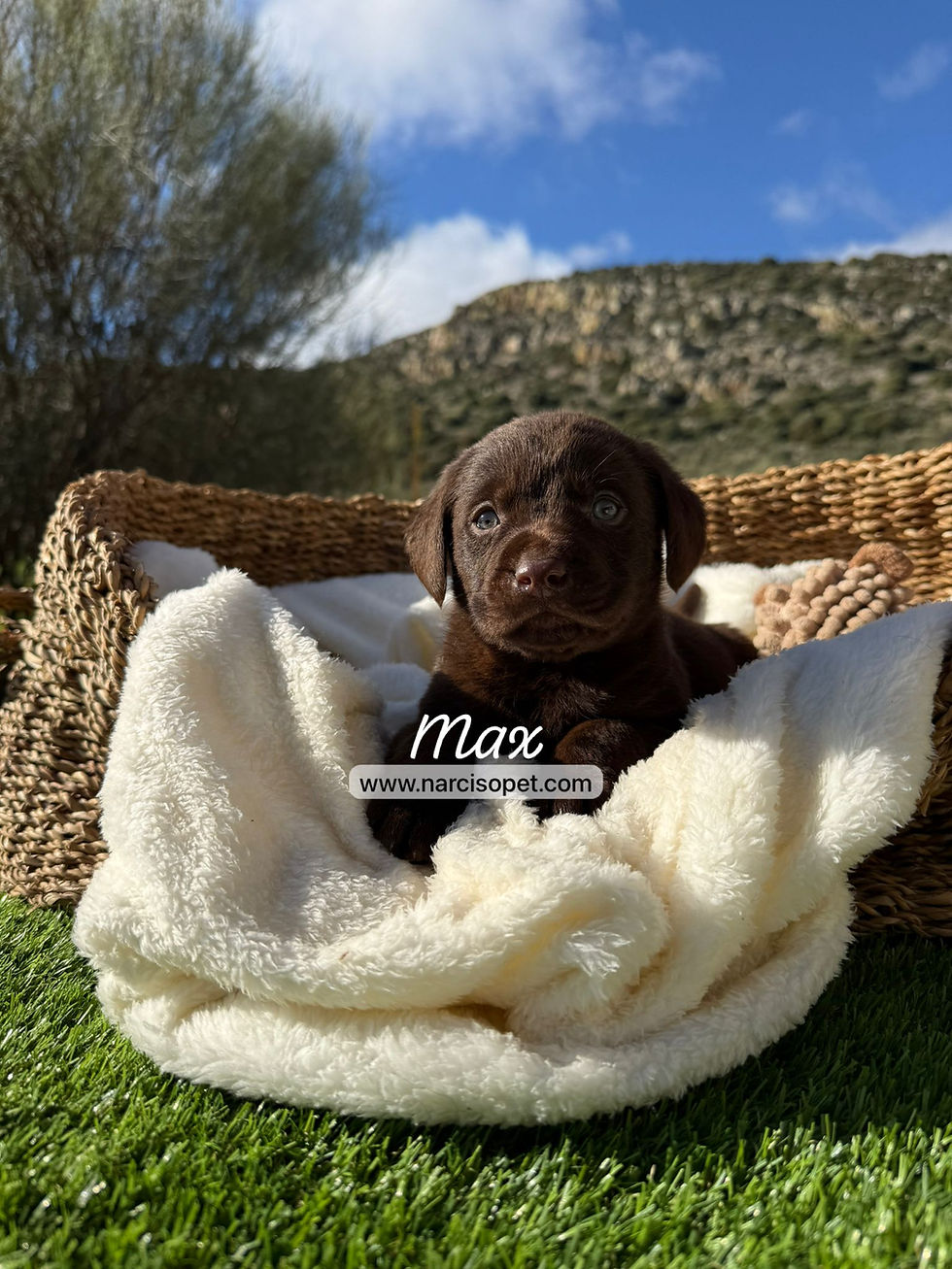 Miniatura: Labrador Retriever Chocolate Macho | Max