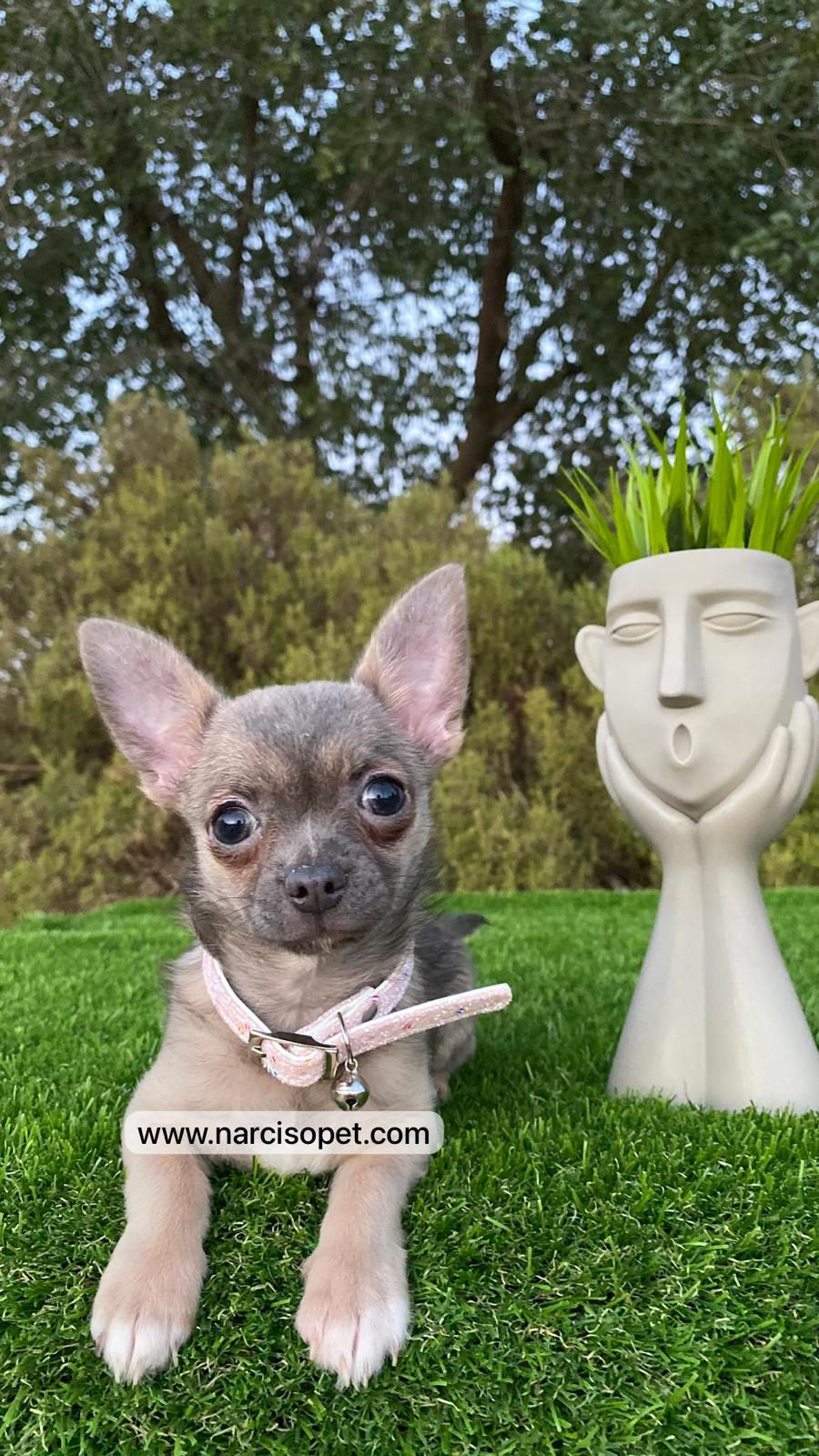 Miniatura: Chihuahua Tricolor - Hembra