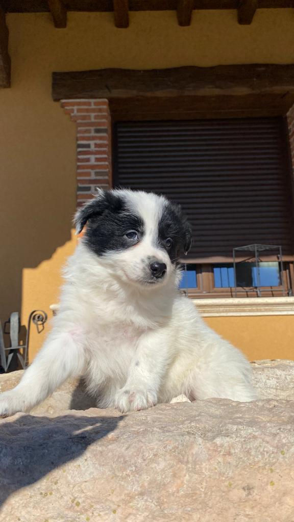 Miniatura: Border Collie Macho