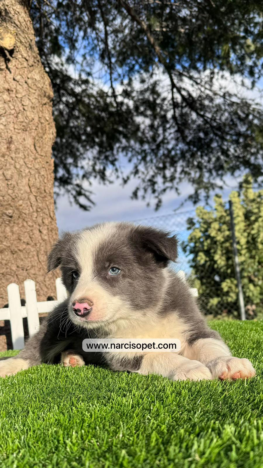 Thumbnail: Border Collie Blue - Macho