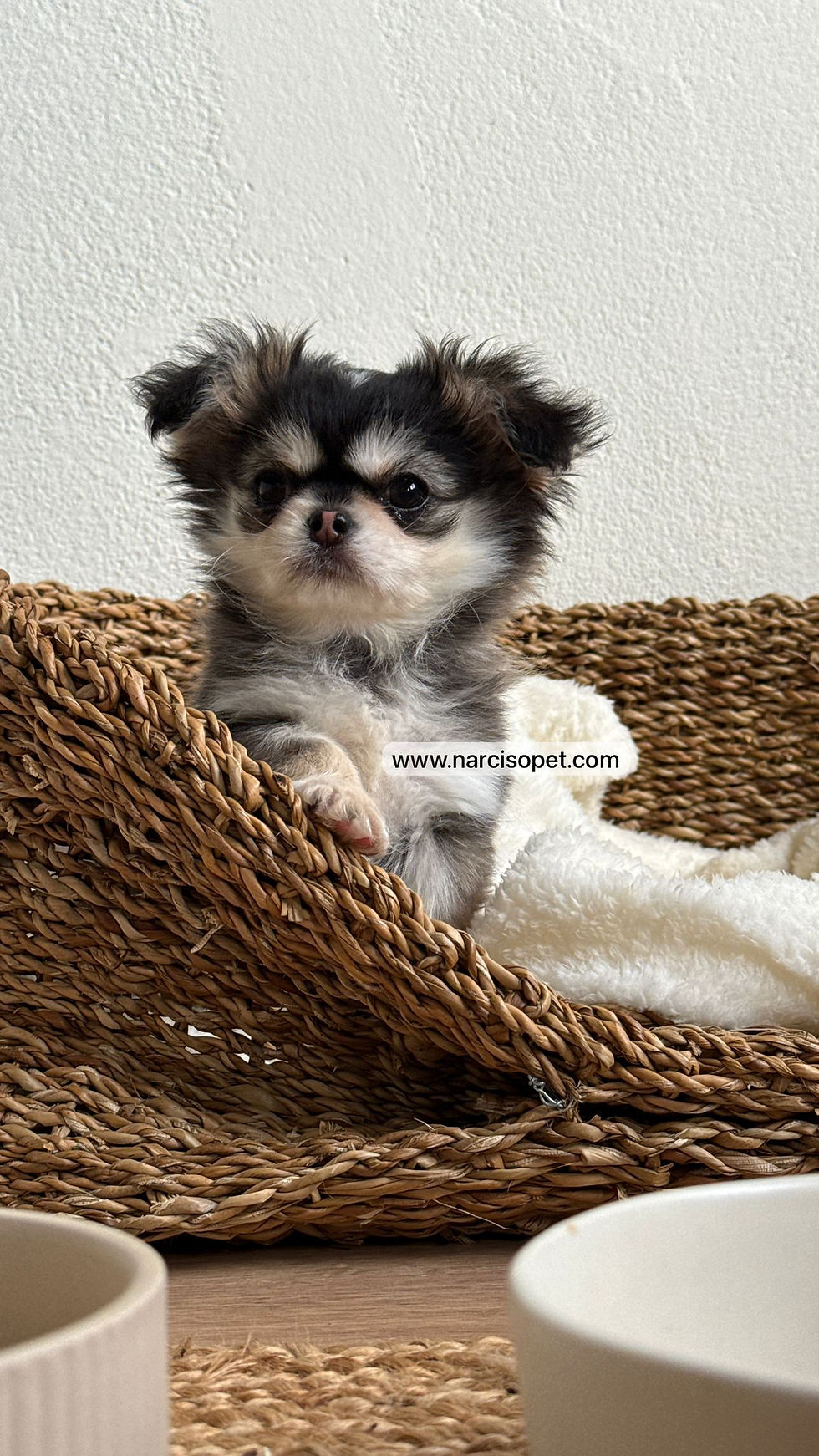 Thumbnail: Chihuahua Mini Toy Pelo Largo | Macho "Leo"