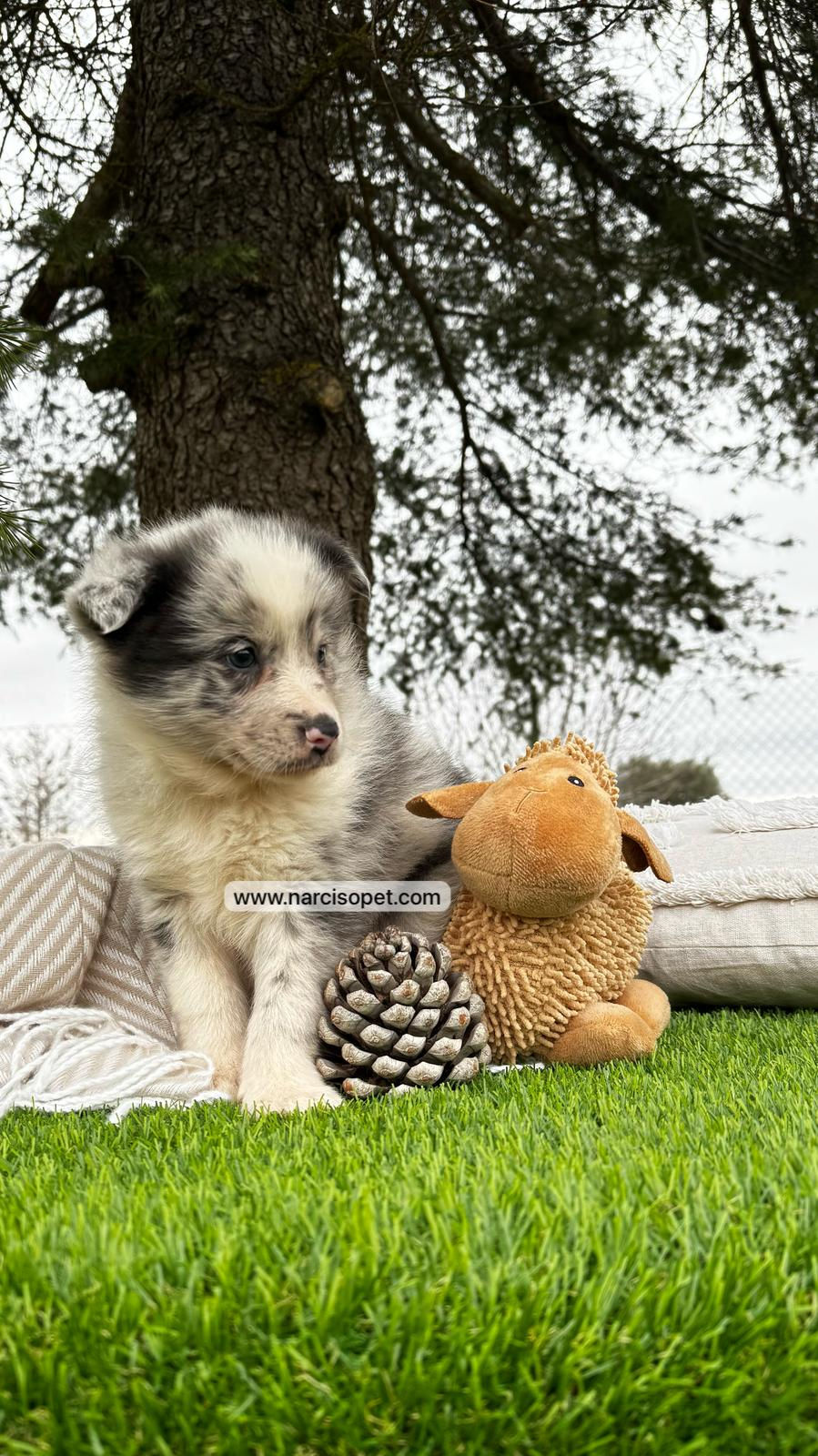 Miniatura: Border Collie Merle / Pizarra | Macho "Piter"