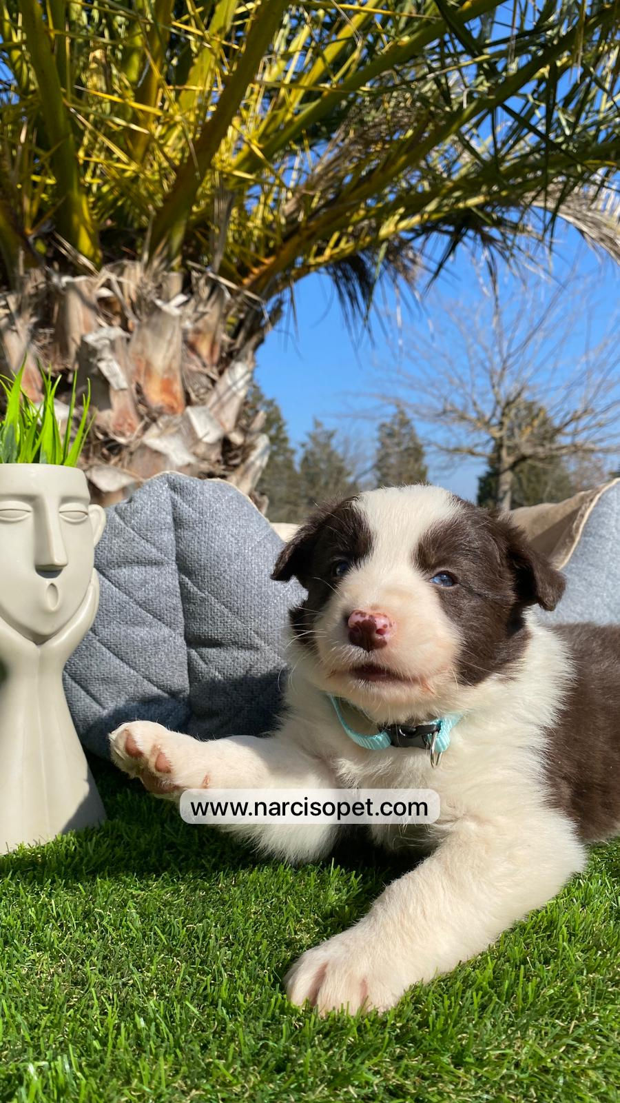 Miniatura: Border Collie Chocolate | Macho