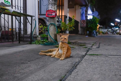 Orange tabby cat lounging on sidewalk