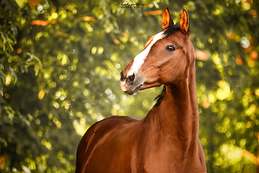 IMG_0202 mw klein.png