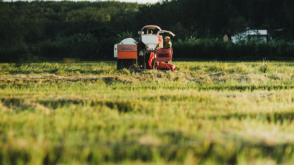A farmer operates a tractor harvesting rice in a lush field in Kon Tum, Vietnam.