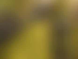 Da oliveira à mesa: como nasce um azeite Don Rogério - Uma história que começa na terra e termina à mesa
