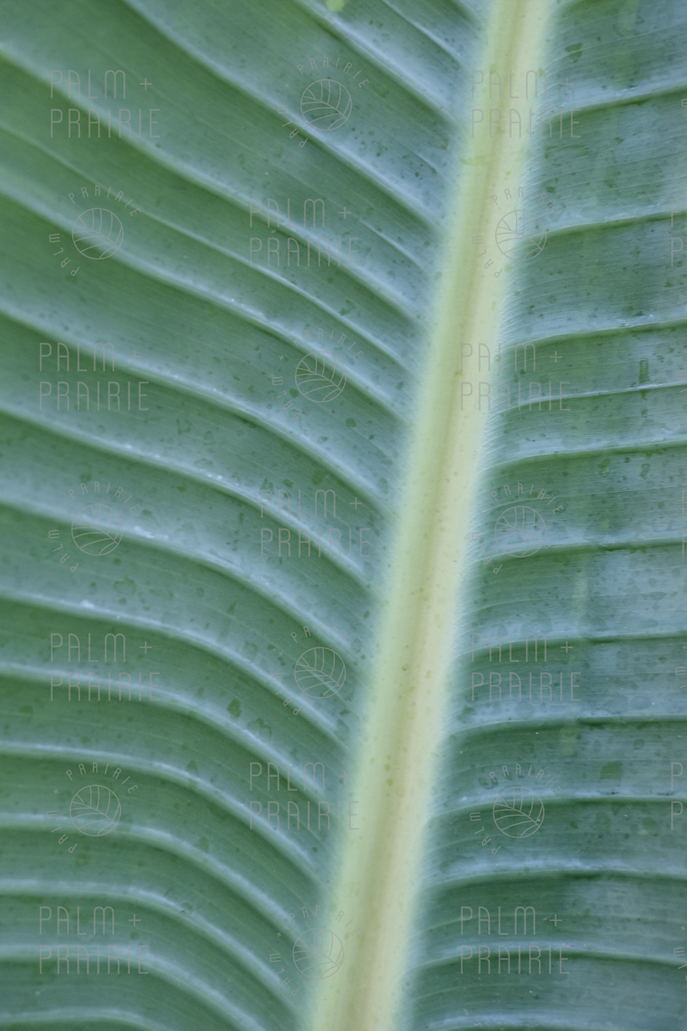 Thumbnail: Green Palm Digital Download