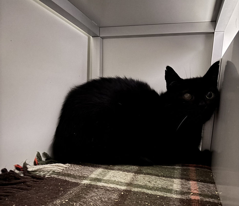 thumbnail_image0 (2).jpg