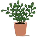 plant_00000.png