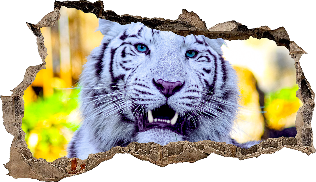 Tigre bianca primo pino