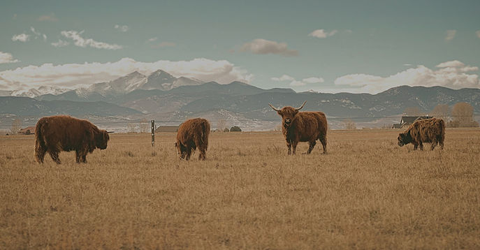 Mountain View Highland Cattle