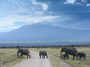 Elephants Crossing Road