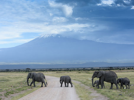 World Wildlife Matters!