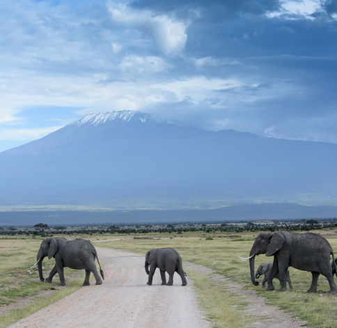Elephants crossing