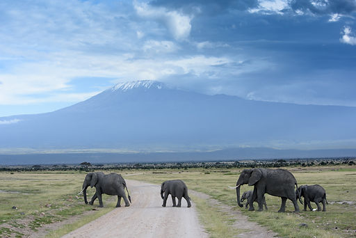 Herd of Elephants