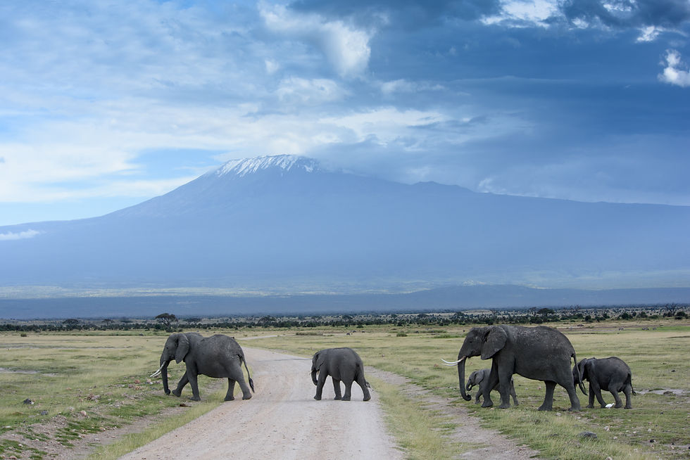 Elephants Crossing Road