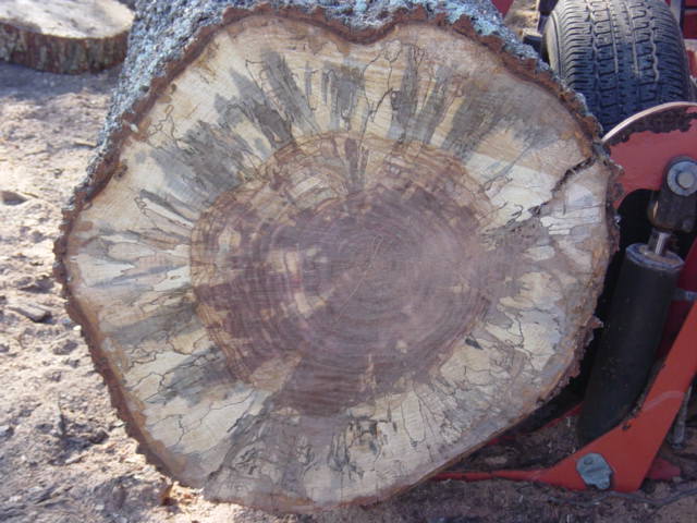 Pecan, spalted 148.JPG