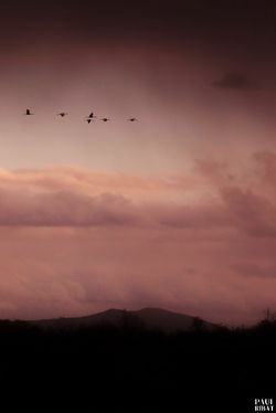 Grues cendrées
