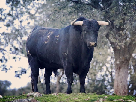 Ganaderia El Retamar - Finca Las Tejoneras (Madrid)