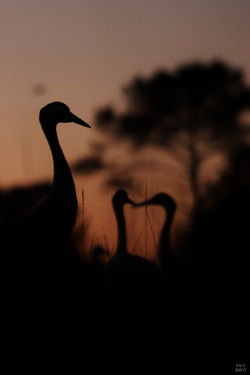 Grues cendrées