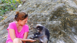 Vous aimez les singes (Duksy Langur) ?