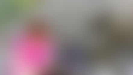 Vous aimez les singes (Duksy Langur) ?