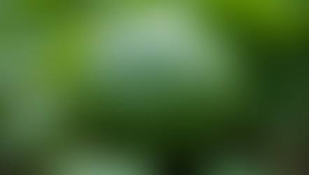 Essential Guide to Watermelon Cultivation for Optimal Growth and Yield