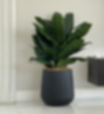 Indoor Planter Melbourne