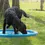 Miniature : Tapis de jeu d'eau pour chien