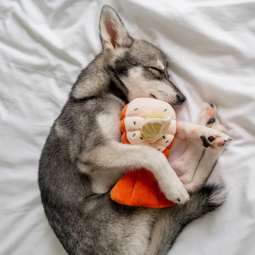 Jouet de fouille et d'occupation - Peluche Homard - Pups & Bubs