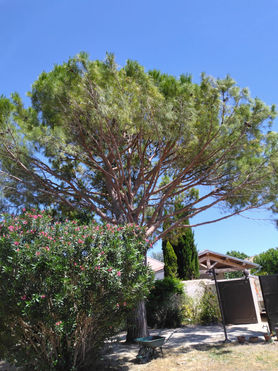 élagage d'éclaircie sur un pin