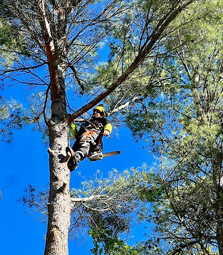 Abattage d'un pin par Meffre Vaucluse Elagage
