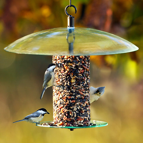 360 Degree Seed Cylinder Feeder Mosaic Birds