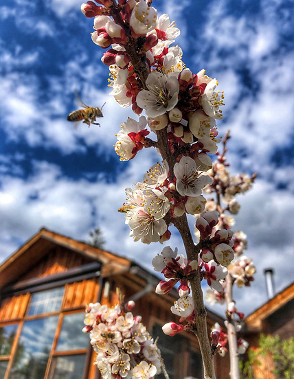 bees on apple tree