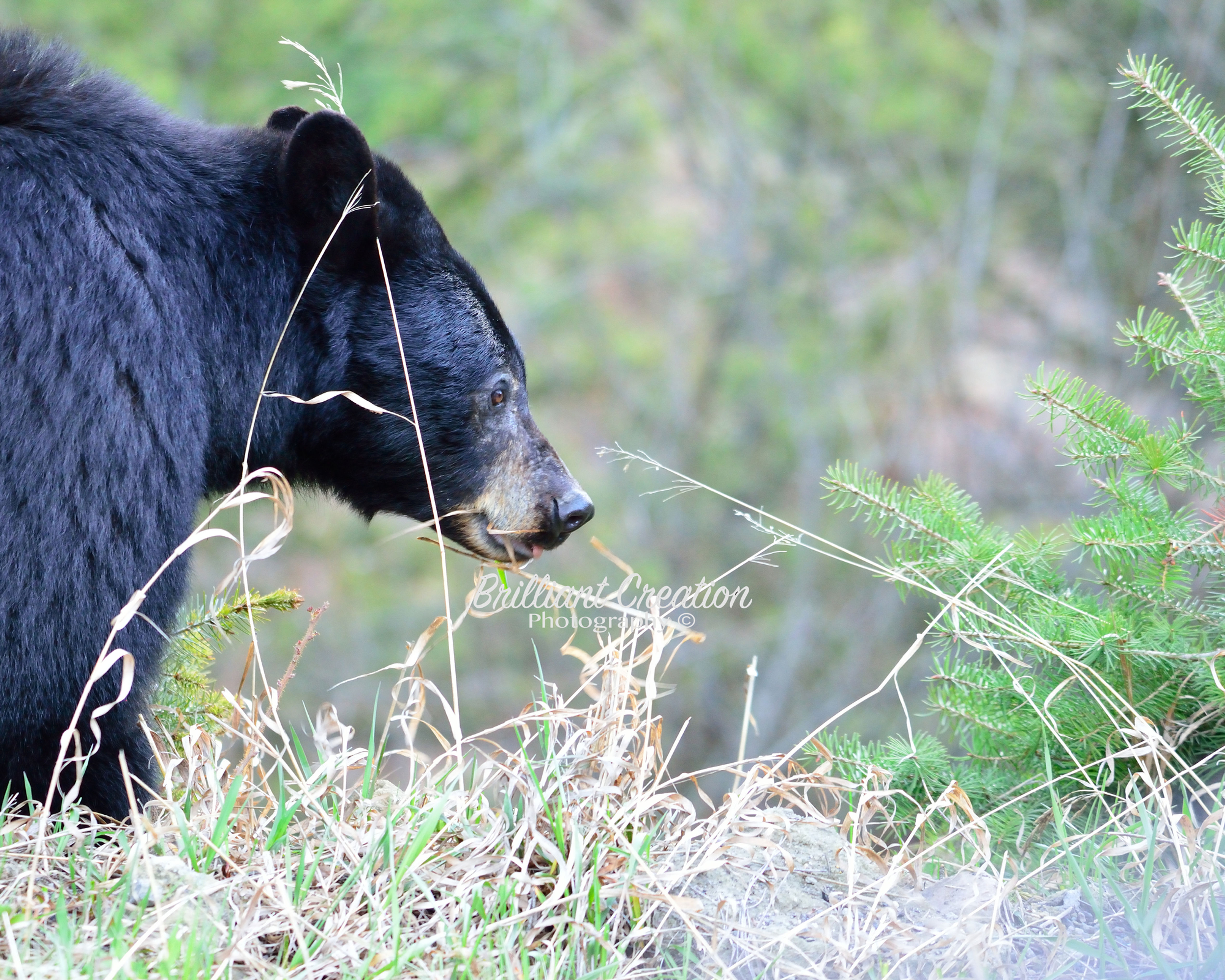 Yellowstone Black Bear