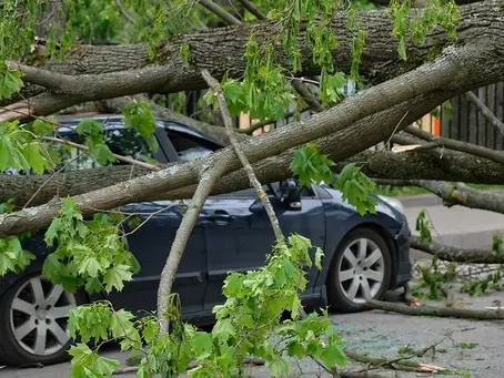 Emergency Tree Services: Storm Damage Repair Specialists for Minnesota Homeowners