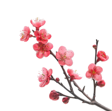 vecteezy_plum-blossom-fruit-tree-on-transparent-background_47088910.png