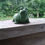 Thumbnail: Green Concrete Turtle Planter