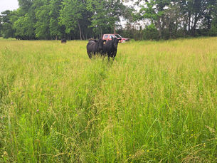 The Ground Beneath Great Beef: Why Healthy Pastures Matter at Butler Farms