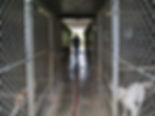 large pets boarding room
