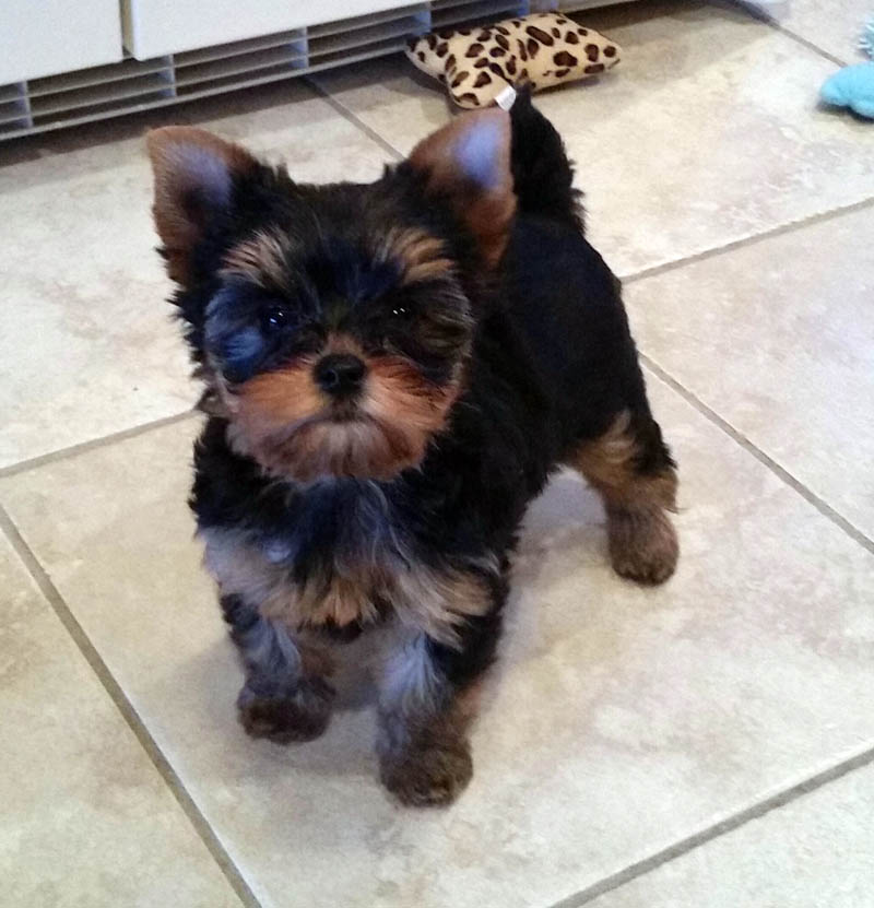 HOME sagebrookeyorkies