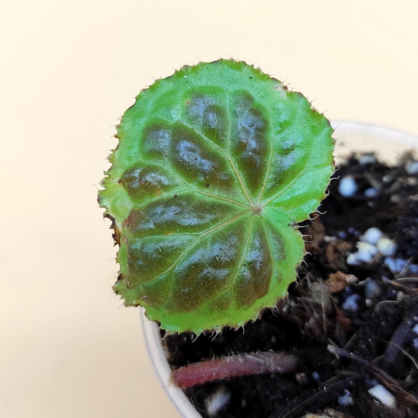 Begonia sp. Dongoranensis