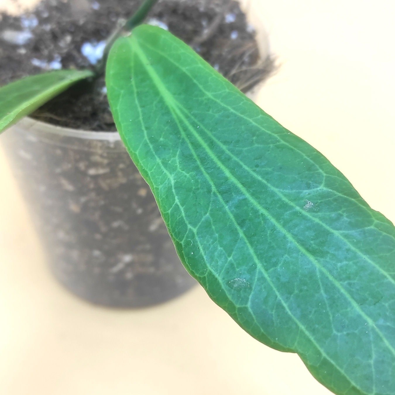 Hoya Amoena IPPS3322