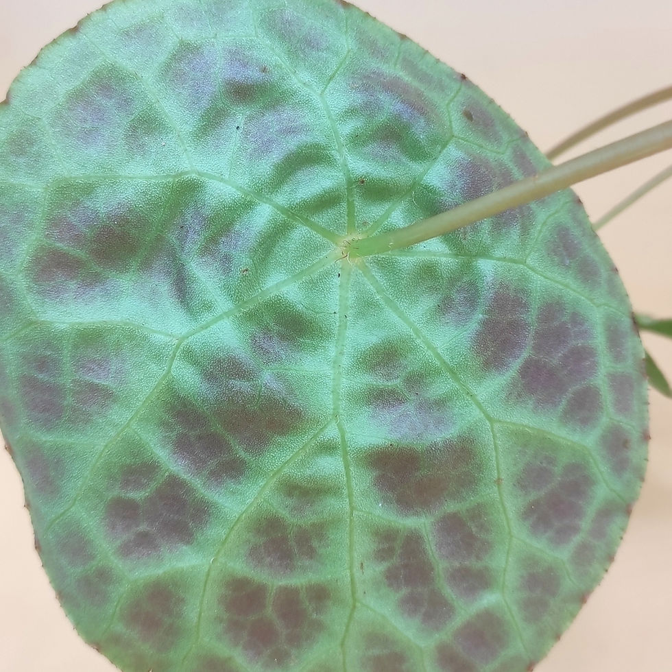 Miniature : Begonia Phuthoensis